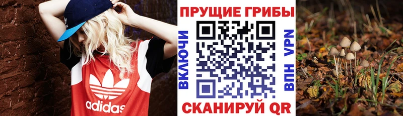 где можно купить наркотик Павловский Посад Галлюциногенные грибы Psilocybe